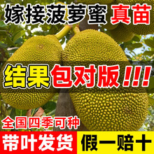 红肉菠萝蜜树苗嫁接果树苗榴莲南方种植庭院阳台盆栽地栽当年结果