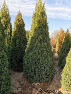 Pine and Cypress Saplings, Dragon Cypress Saplings, Tower Pine, Tower Cypress Saplings, Arborvitae, Cypress, Descendant Trees, Cold-Resistant Trees, Evergreen All Year Round