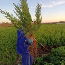 批发小龙柏苗 高度30厘米-80厘米绿化龙柏苗