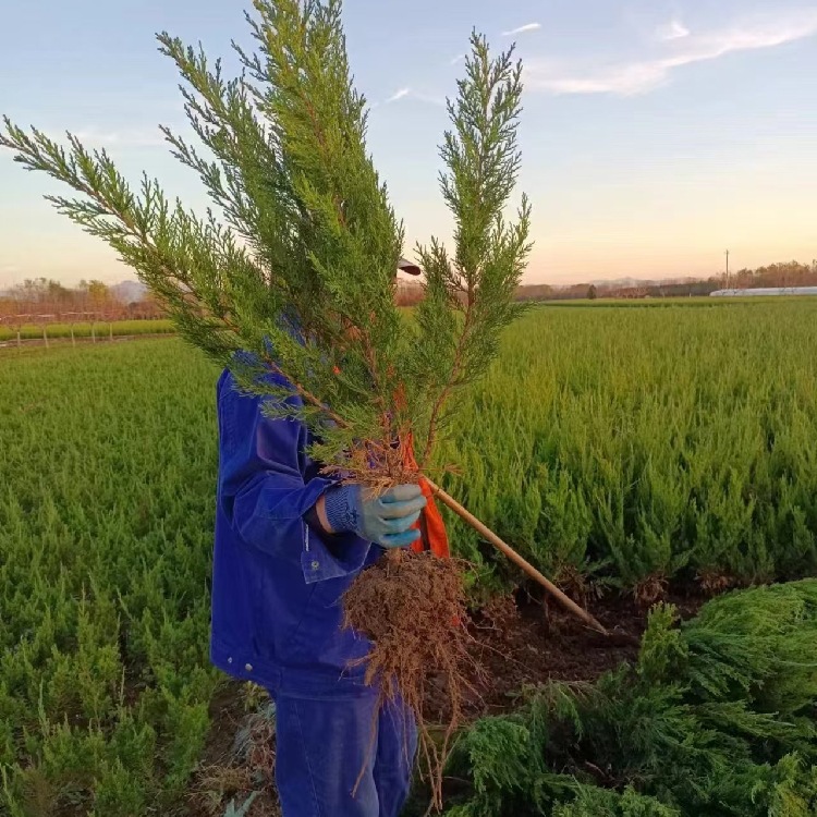 批发小龙柏苗 高度30厘米-80厘米绿化龙柏苗