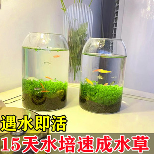 Fish Tank Aquatic Plant Seeds Ecological Glass Bottle Landscaping Package Plant Seeds Hydroponic Negative Real Grass Potted Decoration