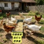 新款养鸡食槽散养鸡食槽