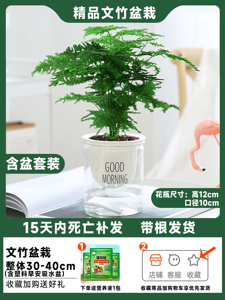 [냄비포함조합] 아스파라거스 + 영양액이 포함된 굿모닝 냄비