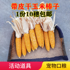 穗10老玉米棒磨牙玉米棒子装饰道具干穗活动玉米棒新货整根干宠物