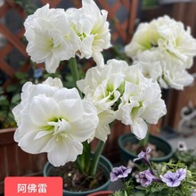 进口朱顶红种球 阿佛雷 开花多的白色品种室内阳台 农家花园艺