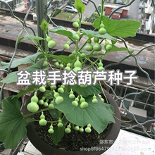 С�������J�N�������ļ��NֲͥԺ�̨����ֲ��N���҃ȾGɫ���J��