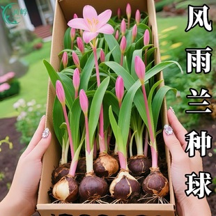 �ذ��L���m�N�������ͺ��B�׻������������̨ͥԺ����