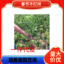 �ĕ�ɰ������������S�����������Ә���o�˽������۸�����