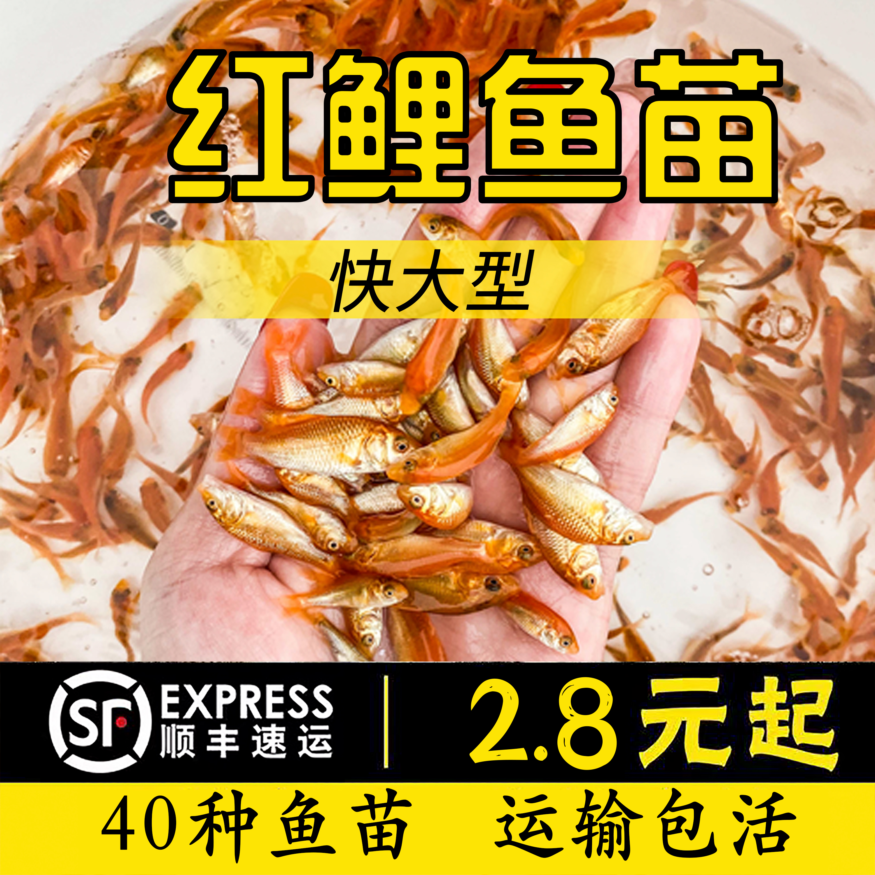 红鲤鱼苗可食用的观赏红鲤鱼兴国红鲤鱼苗观赏荷包红鲤鱼苗鲤鱼苗