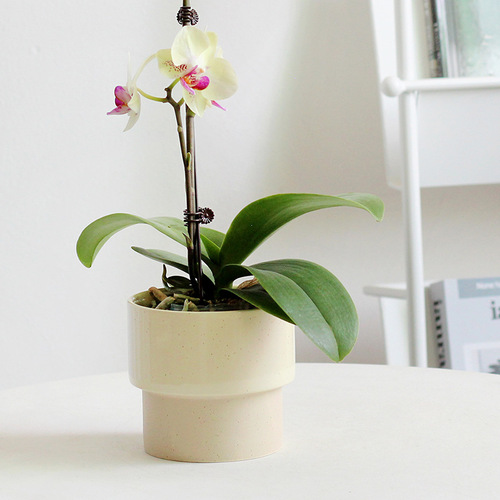 Nordic simple creative ceramic ins balcony indoor succulent potted orchid Phalaenopsis Korean small fresh flower pot