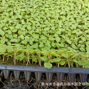 Two-Color Pot Seedlings, a Bunch of Red Hole Pot Seedlings, Flower Park Courtyard Community Greening, Rental, Bunch of Red Flower Potted Plants