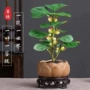四季盆栽水培植物菩提树