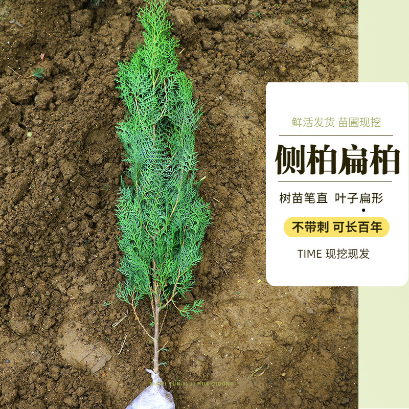 Flat Cypress Saplings, Platycladus Branches, Cypress Saplings, Large Pine Cypress Saplings, Pine Cypress Leaves Can Be Smoked with Bacon and Evergreen Flat Cypress Saplings, Platycladus Branches, Cypress Saplings, Large Pine Cypress Saplings, Pine Cypress Leaves Can Be Smoked with Bacon and Evergreen