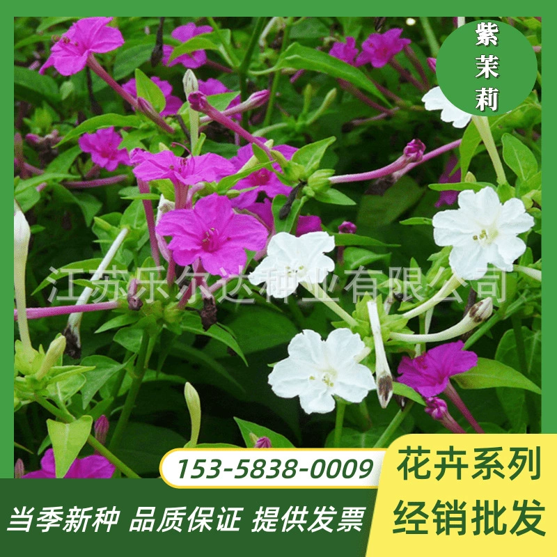 Мирабилис Жасмин Семена трава цветок жасмина Ночная еда цветок Семена балкон двор Горшечное растение легко жить четыре сезона посев цветочные семена