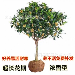 �ļ������������K�޽ӽ�𻨘��� �G��������ľ���͵���