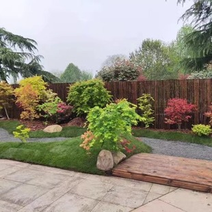 Small-Leaf Chicken Claw Maple Saplings, Native Chicken Claw Maple Saplings, Courtyard Landscape Saplings, Evergreen Garden Greening Saplings in All Seasons