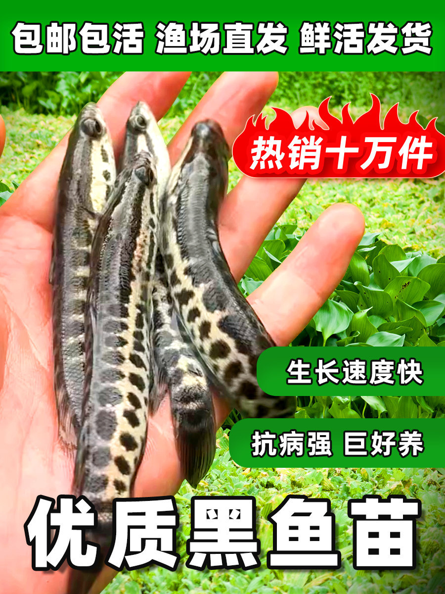 黑鱼苗活体淡水养殖乌鱼苗生鱼苗财鱼苗观赏鱼好养黑鱼苗杂交活体
