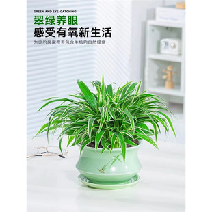 ��߅���m����ˮ��ֲ���҃��k������ȩ���B���ܴ����Gֲ��͏d�[��