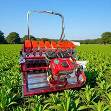 �����۲˰ײ˲��N�C ���������Ͳ˾����C �S�˲���۹��Nֲ�C