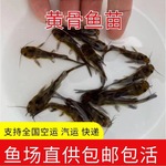 杂交黄骨鱼苗黄颡鱼苗黄辣丁鱼苗黄刺鱼黄鸭叫活鱼苗冷水淡水养殖