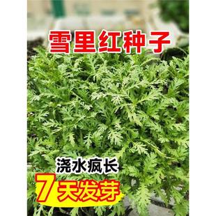 ���~ѩ��t�����ļ�ѩ��ޮ�N������̲����ѩ�˷N������߲˷N��