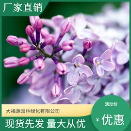 其他园林植物;水生植物;灌木