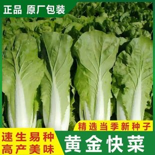 �ļ������S���˷N�������׷NֲС�ײ˷N���߲���������͟��߲�