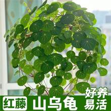 ɽ�����N������һ�~���t���^�~�Gֲ�҃�����ֲ�������ļ�������B