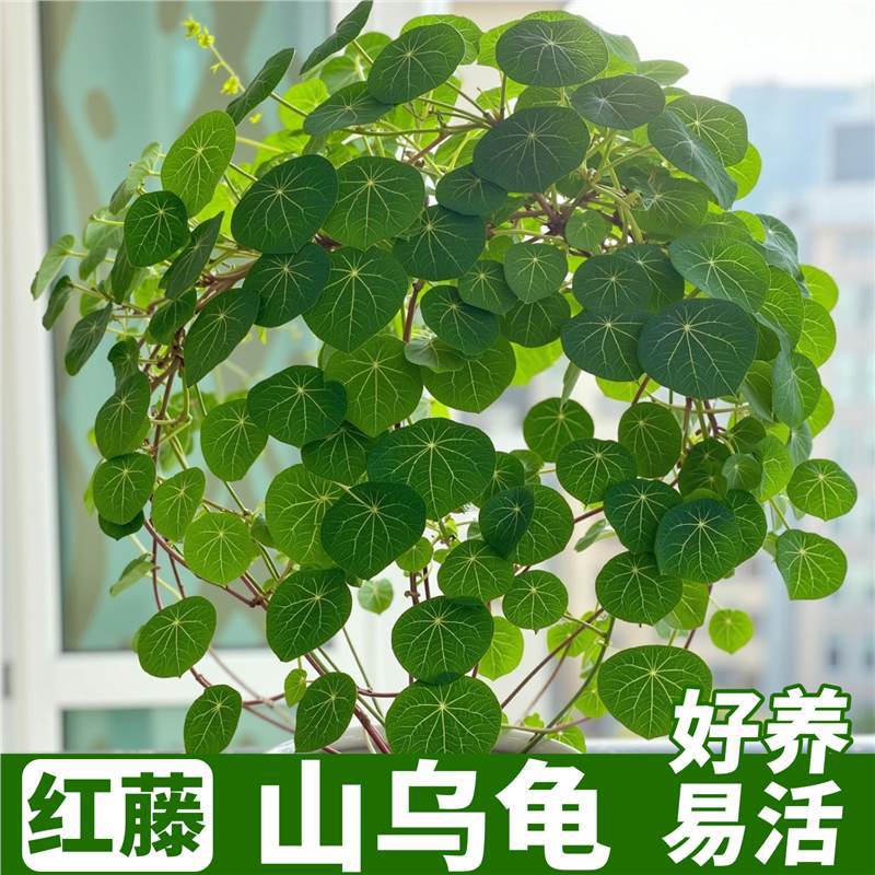 山乌龟种球盆栽一叶龟红藤观叶绿植室内爬藤植物桌面四季常青好养