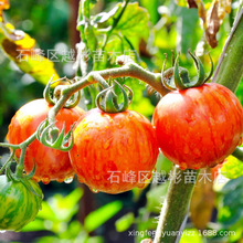 红五彩番茄种子红皮球种籽绿五彩紫五彩番茄西红柿沙瓤蔬菜种子