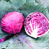 Vegetable seed company wholesale purple cabbage seeds, purple red and white cabbage about 300 originals