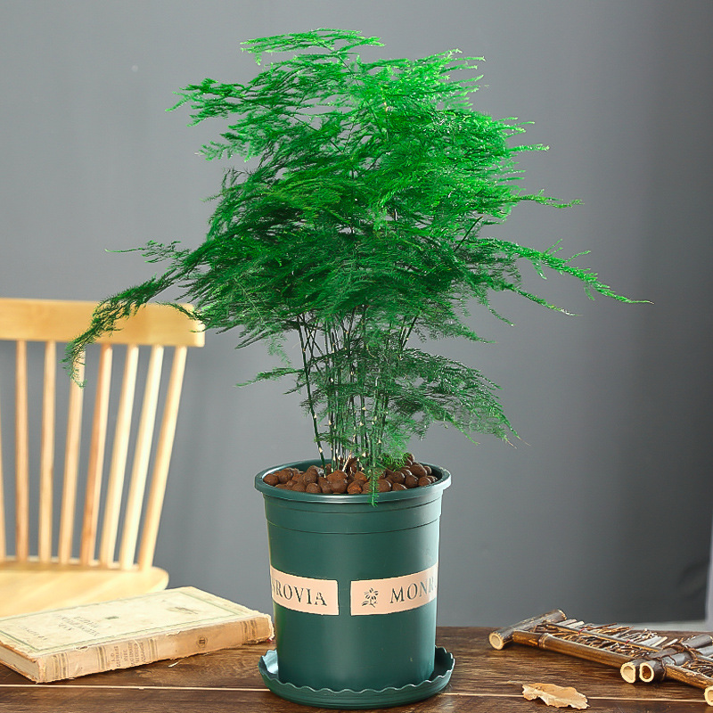 5년근 대형 아스파라거스(갤런 화분)에는 뿌리 가루가 포함되어 있습니다.