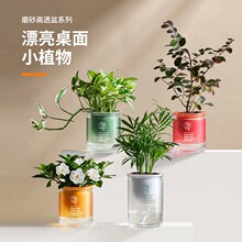 绿植室内懒人盆栽办公室植物小栀子花发财树桌面花卉水培好养绿萝