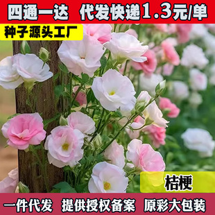 �ذ���۹����N���ļ����N�_���׻�ܷN��ͥԺ���⻨�N����