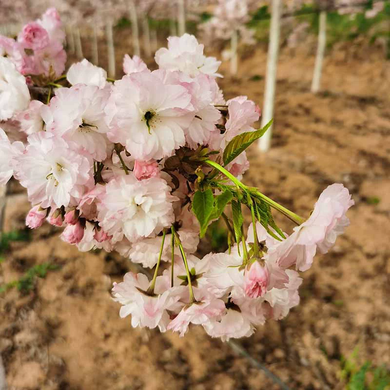 Производственная база вишневого цвета Оптовая продажа 12 см Сосна Луна Саженцы вишневого цвета Какая цена Сколько стоит вишневый цвет