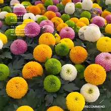 ƹҾջNӶݱͥԺ@̨ļ׷NN