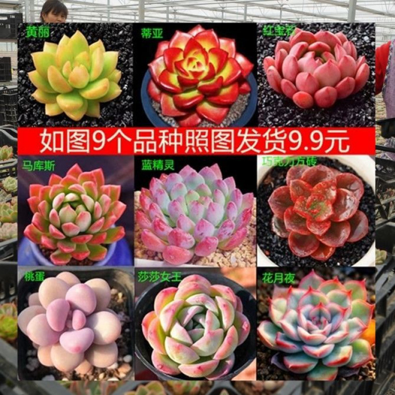多肉植物卸売鉢植え組み合わせ花屋内ルビーエデナス高級多肉植物ガーデニング|undefined