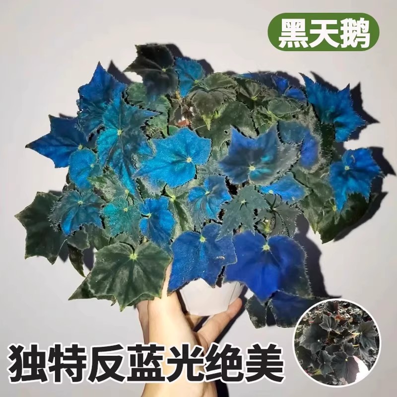 [blue fluorescent] black velvet