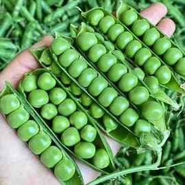 其他药食同源;花果茶;普洱茶