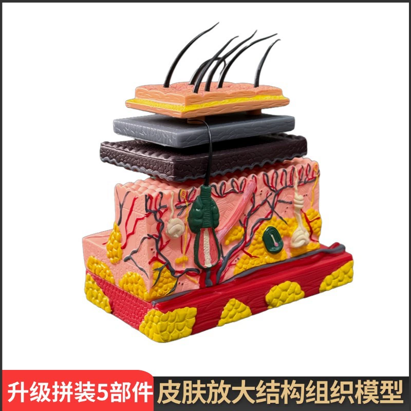 4D медицинская модель слоя человеческой кожи, структура волосяного фолликула, сборка ткани, красота волос, больничная форма, обучение
