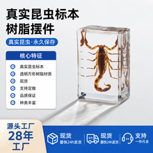 真实昆虫标本树脂摆件蝎子锹甲蝎子生物科普昆虫标本景区纪念品