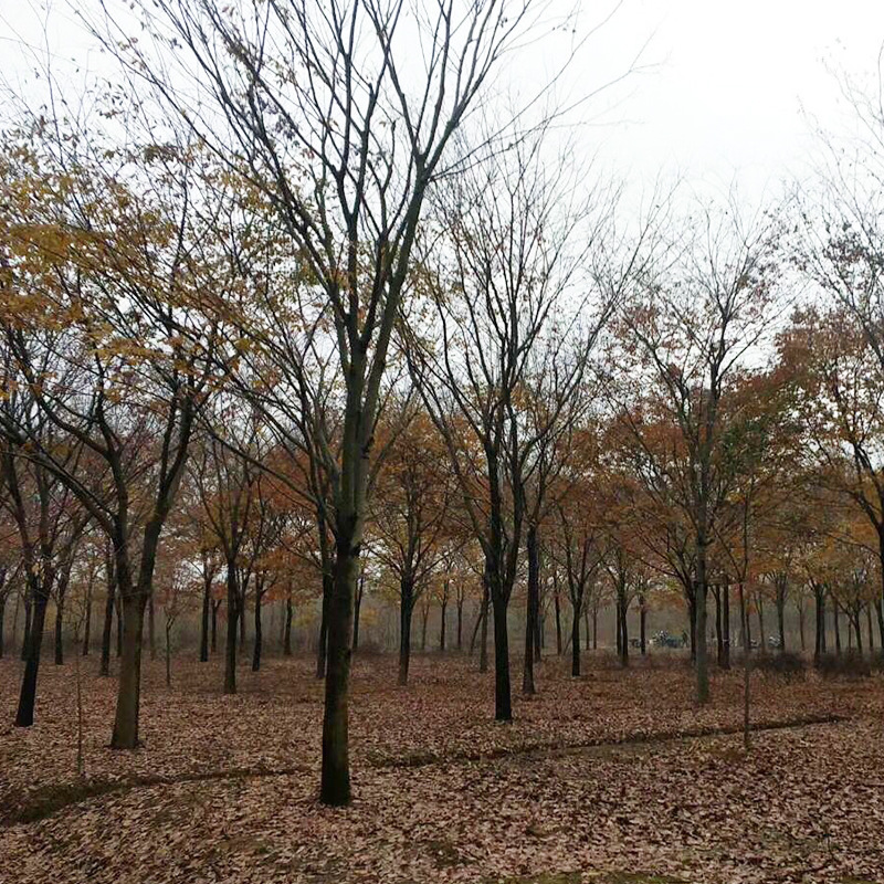 基地批发乔木榉树树苗 红榉大树 榉树大树苗绿化造景园林风景大树