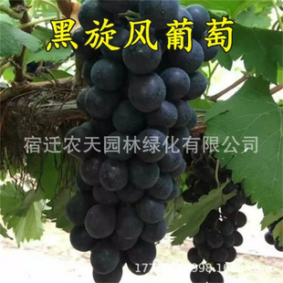 �t����������L������ �ĺ�ѿ���ј��箔��Y�� �ϱ����Nֱֲ�N