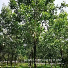 大型金叶白蜡风景树耐行道白蜡小苗白蜡树风景白WZX庭院绿化苗蜡