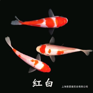 ���~��ɫ�ͻ����С�~�缃�N���B��ϵ�t���ձ��\���\����ˮ�^�p�~
