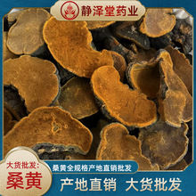 批发桑黄一手货源产地直销暴马丁岩桑黄桑树桑黄大货批发产地直供