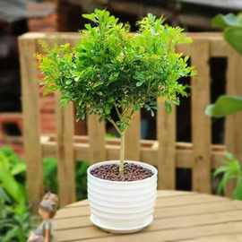 带花苞四季米兰花苗 室内外阳台庭院盆栽 净化空气芳香米仔兰树苗