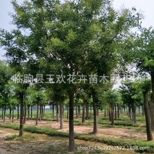 �������l�������ԾG�����̇�����  �е����L�����е���������ľ