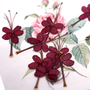 ������  �ɻ������˱�DIY���ɻ�ֲ��˱�����Ѻ���ֹ���޹Ϟ�T