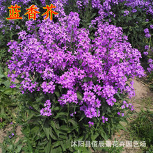 �{��滨�N�ӚW���㻨���ͺ����N��ͥԺ���@���^�G�����ܷN�����l